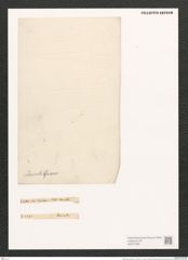 Nitzschia lanceola Grun. (de-Toni-Nr.: Genus 47, Species 2002) Zeichnungen Sammlung Grunow (NHMW-BOT-W0371699)
